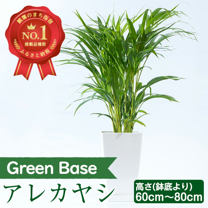 【ふるさと納税】アレカヤシ(60cm～80cm)南国鹿児島県で育った 観葉植物！植物 鉢付 インテリア 室内 オフィス おしゃれ プレゼント ギフト 開店祝い 移転祝い マイナスイオン【GreenBase】