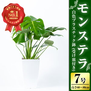 【ふるさと納税】モンステラ7号サイズ(60～80cm・白色プラスチック鉢・受け皿付き)観葉植物 植物 鉢付 インテリア 室内 オフィス おしゃれ プレゼント ギフト 開店祝い 移転祝い マイナスイオン【緑の中道】