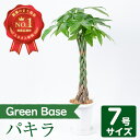 楽天鹿児島県指宿市【ふるさと納税】＜2024年5月下旬以降順次発送＞パキラ7号（80cm前後・プラスチック鉢・受皿付）南国鹿児島県で育った 観葉植物！※北海道・沖縄・離島配送不可※ 植物 鉢付 インテリア 室内 オフィス プレゼント ギフト 開店祝い 移転祝い【GreenBase】