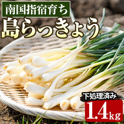 ＜期間限定！2024年2月中旬以降順次発送＞鹿児島県指宿産島らっきょう1.4kg(下処理済み)らっきょう 島らっきょう おつまみ 天ぷら 酢味噌和え チャンプル【憩いの湖畔】