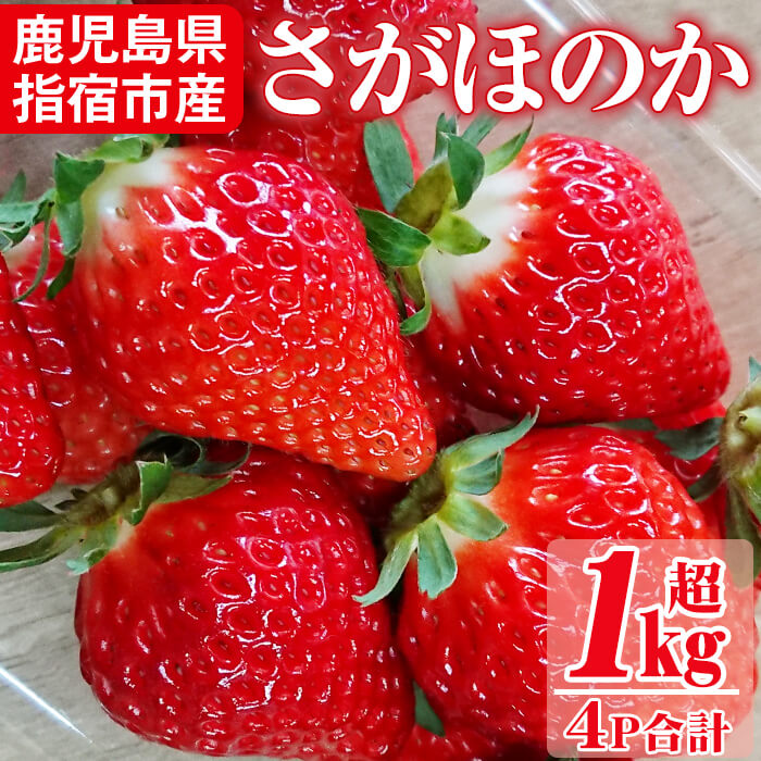 【ふるさと納税】＜先行予約受付中！2021年1月10日〜3月31日の間に発送＞＜期間限定・数量限定＞鹿児島県指宿市産のいちご「さがほのか」！計約1kg超(約250g〜270g×4パック)！糖度が高く、酸味も少ないそのまま食べても美味しいもぎたてイチゴ♪【前田園芸】