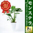 15位! 口コミ数「5件」評価「5」モンステラ8号サイズ(80cm前後・白色プラスチック鉢・受け皿付き) ※北海道・沖縄・離島配送不可※ 観葉植物 植物 鉢付 インテリア 室内･･･ 