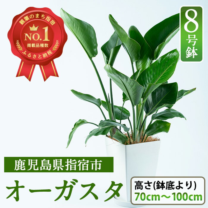 【ふるさと納税】オーガスタ8号サイズ(90cm前後・プラスチック鉢)観葉植物 植物 鉢付 インテリア 室内 オフィス おしゃれ プレゼント ギフト 開店祝い 移転祝い マイナスイオン【Green Farm M】