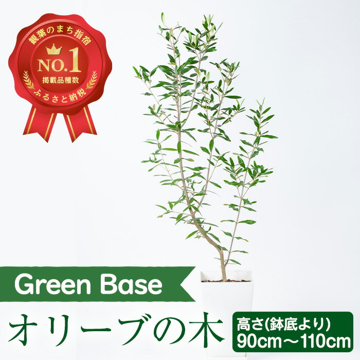 花・観葉植物(観葉植物)人気ランク27位　口コミ数「10件」評価「4.7」「【ふるさと納税】＜2024年5月以降順次発送＞オリーブの木(鉢底より90cm～110cm) ※北海道・沖縄・離島配送不可※ 観葉植物 植物 8号 鉢付 室内 オフィス おしゃれ プレゼント ギフト 開店祝い 移転祝い シンボルツリー マイナスイオン【GreenBase】」