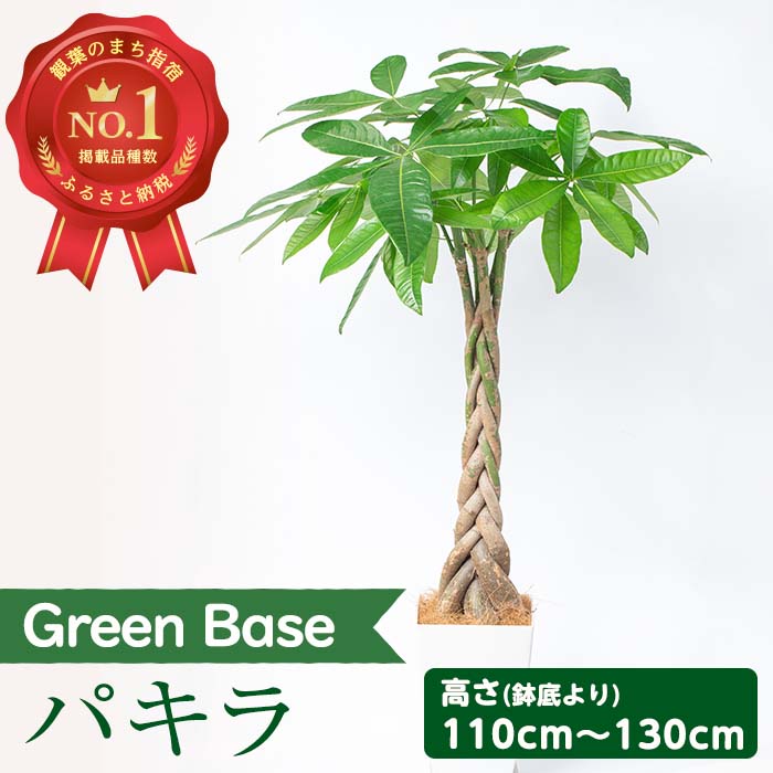 2位! 口コミ数「13件」評価「4.77」＜2024年5月下旬以降順次発送＞パキラ(鉢底より高さ110cm～130cm・ホワイト鉢・受け皿付)南国鹿児島県で育った 観葉植物！※北海道･･･ 