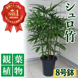 【ふるさと納税】シュロ竹8号鉢(背丈約100cm) シュロ竹 鉢植え 観葉植物 植物 緑 グリーン インテリア おしゃれ ギフト プレゼント 贈り物 贈答品【前園植物園】