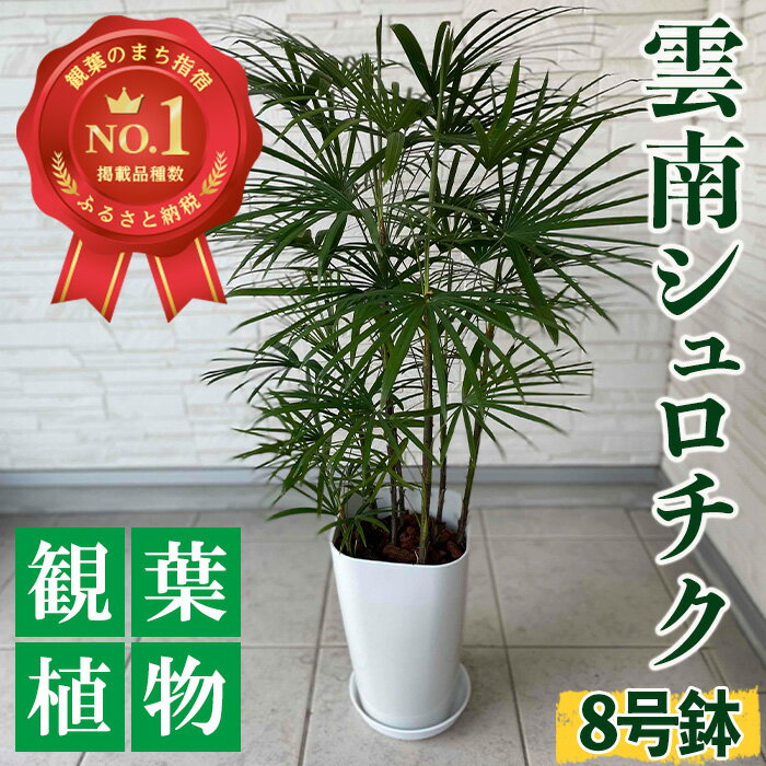 17位! 口コミ数「0件」評価「0」雲南シュロチク8号鉢(背丈鉢底から約100cm) ※北海道・沖縄・離島配送不可※ シュロ竹 シュロチク 鉢植え 観葉植物 植物 緑 グリーン･･･ 