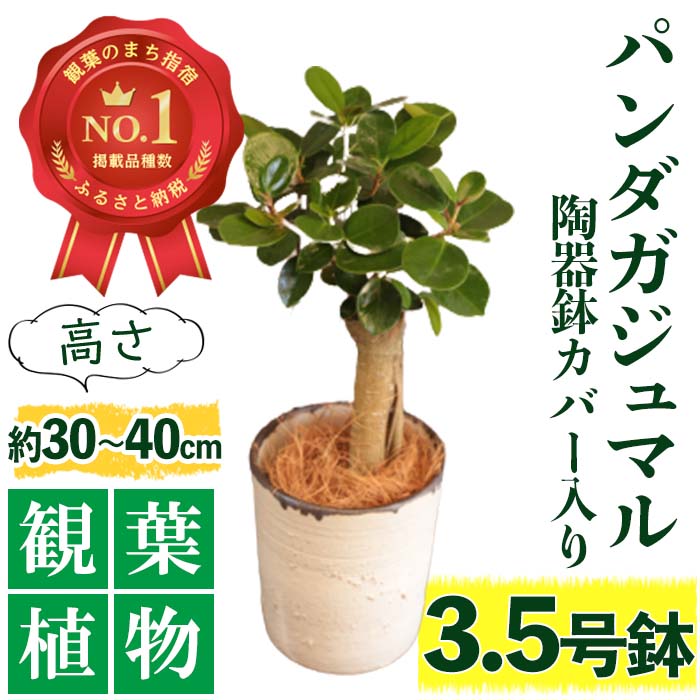 15位! 口コミ数「0件」評価「0」前園植物園と指宿の陶芸家がコラボ！パンダガジュマル3.5号サイズ(高さ鉢底から30～40cm前後・陶器鉢カバー入り) ※北海道・沖縄・離島配･･･ 