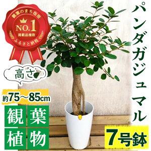 【ふるさと納税】パンダガジュマル7号サイズ(高さ：75～85cm) ガジュマル 鉢植え 観葉植物 植物 緑 グリーン インテリア おしゃれ ギフト プレゼント 贈り物 贈答品【前園植物園】