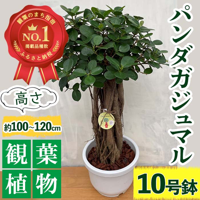 37位! 口コミ数「0件」評価「0」パンダガジュマル10号リン鉢(鉢底から100～120cm程度) ※北海道・沖縄・離島配送不可※ 観葉植物 インテリア 木 贈答用 贈答品 ギ･･･ 