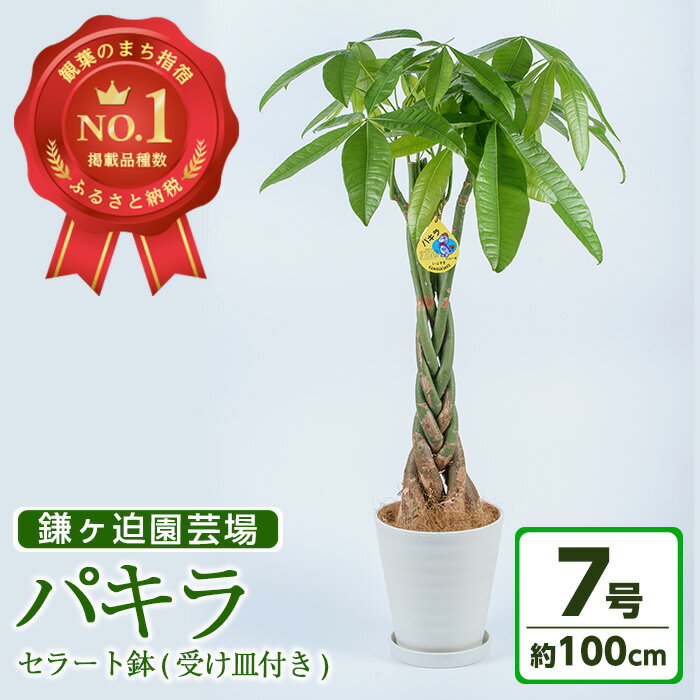 花・観葉植物人気ランク42位　口コミ数「13件」評価「4.92」「【ふるさと納税】パキラ7号サイズ(全体約100cm前後・セラート鉢・受け皿付き) ※北海道・沖縄・離島配送不可※ 観葉植物 植物 鉢付 インテリア 室内 オフィス おしゃれ プレゼント ギフト マイナスイオン【鎌ヶ迫園芸場】」