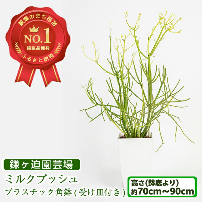 5位! 口コミ数「0件」評価「0」ミルクブッシュ(ミドリサンゴ)(鉢底より70cm～90cm・プラスチック角鉢・受け皿付き) ※北海道・沖縄・離島配送不可※ 観葉植物 植物 ･･･ 