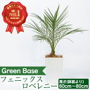 【ふるさと納税】フェニックス ロベレニー(60cm～80cm)南国鹿児島県で育った 観葉植物！※北海道 沖縄 離島配送不可※ 植物 鉢付 インテリア 室内 オフィス おしゃれ プレゼント ギフト 開店祝い 移転祝い【GreenBase】