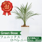 【ふるさと納税】フェニックス・ロベレニー(60cm～80cm)南国鹿児島県で育った 観葉植物！※北海道・沖縄・離島配送不可※ 植物 鉢付 インテリア 室内 オフィス おしゃれ プレゼント ギフト 開店祝い 移転祝い【GreenBase】