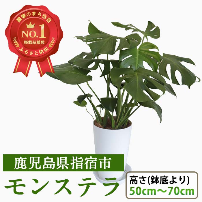 39位! 口コミ数「1件」評価「5」モンステラ(鉢底から50cm～70cm)※北海道・沖縄・離島配送不可※ 観葉植物 植物 鉢付 インテリア 室内 オフィス おしゃれ プレゼン･･･ 