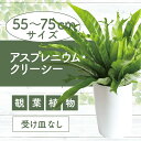 【ふるさと納税】アスプレニウム・クリーシー(高さ55cm〜75cm) ※北海道・沖縄・離島配送不可※ 観葉植物 鉢 おしゃれ インテリア グリーン 大型 【いぶ...