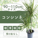 【ふるさと納税】コンシンネ(高さ90cm〜110cm) ※北海道・沖縄・離島配送不可※ 観葉植物 鉢 おしゃれ インテリア グリーン 大型【いぶすき農業協同組合...