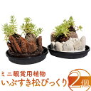 【ふるさと納税】ミニ観賞用植物 『いぶすき松びっくり』(2個) 多肉植物 観葉植物 盆栽 インテリア グリーン 卓上 【就労継続支援B型事業所ほーぷ】