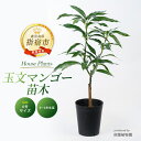 【ふるさと納税】玉文(ぎょくぶん) マンゴー 苗木 6号 ポット(3~4年生苗) ※北海道・沖縄・離島配送不可※ マンゴー 果物 苗木 鉢植え 観葉植物 植物 緑 グリーン インテリア おしゃれ ギフト プレゼント 贈り物 【前園植物園】