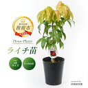 【ふるさと納税】ライチ苗 6号サイズ|家庭で育てるフレッシュライチの木 観葉植物 ※北海道・沖縄・離島配送不可※ ライチ 苗木 実がなる フルーツ 果物 鉢植え...