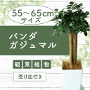 【ふるさと納税】パンダガジュマル(高さ:55cm〜65cm) ※北海道・沖縄・離島配送不可※ ガジュマル 観葉植物 鉢 おしゃれ インテリア グリーン【前園植物...