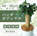 【ふるさと納税】パンダガジュマル(高さ:40〜50cm) ※北海道・沖縄・離島配送不可※ ガジュマル 観葉植物 鉢 おしゃれ インテリア グリーン 大型 【前園...