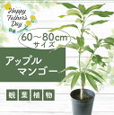 【ふるさと納税】<父の日ギフト>アップルマンゴー苗木6号ポット(アーウィン種3〜4年生苗) ※北海道・沖縄・離島配送不可※ マンゴー 鉢植え 観葉植物 植物 緑...