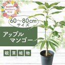 【ふるさと納税】<母の日ギフト>アップルマンゴー苗木6号ポット(アーウィン種3〜4年生苗) ※北海道・沖縄・離島配送不可※ マンゴー 鉢植え 観葉植物 植物 緑...