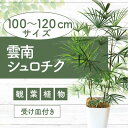 【ふるさと納税】雲南シュロチク8号鉢(100〜120cm)受け皿付 ※北海道・沖縄・離島配送不可※ 観葉植物 シュロ竹 シュロチク 大型 耐陰性 耐寒性 室内 ...