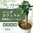 【ふるさと納税】前園植物園と指宿の陶芸家がコラボ!パンダガジュマル(35cm〜45cm 陶器鉢カバー入り)※北海道・沖縄・離島配送不可※ カジュマル 観葉植物 ...