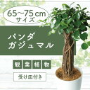 【ふるさと納税】パンダガジュマル(高さ:65cm〜75cm) ※北海道・沖縄・離島配送不可※ ガジュマル 観葉植物 鉢 おしゃれ インテリア グリーン 大型 【...