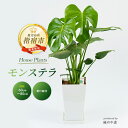 【ふるさと納税】モンステラ(60~80cm・白色プラスチック鉢・受け皿付き) ※北海道・沖縄・離島配送不可※ 観葉植物 鉢 おしゃれ 南国 癒し エキゾチック インテリア グリーン 大 室内【緑の中道】