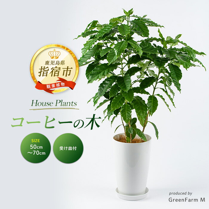[2026年3月上旬以降順次発送]コーヒーの木 50cm〜70cm 植物 鉢付 インテリア 室内 オフィス おしゃれ プレゼント ギフト 開店祝い 移転祝い マイナスイオン※北海道・沖縄・離島配送不可[Green Farm M]