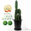 【ふるさと納税】<先行予約受付中!2025年3月上旬以降順次発送>三本立ち 柱サボテン(60〜80cm) ※北海道・沖縄・離島配送不可※ 観葉植物 植物 鉢付 ...