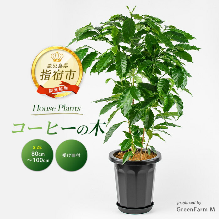 [2026年3月上旬以降順次発送]コーヒーの木 80cm〜100cm 植物 鉢付 インテリア 室内 オフィス おしゃれ プレゼント ギフト 開店祝い 移転祝い マイナスイオン ※北海道・沖縄・離島配送不可[Green Farm M]