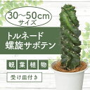 【ふるさと納税】<先行予約受付中!2025年3月上旬以降順次発送>トルネード螺旋サボテン(鉢底より30cm〜50cm) ※北海道・沖縄・離島配送不可※ 多肉植物...