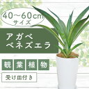 【ふるさと納税】<先行予約受付中!2025年3月上旬以降順次発送>アガベ(ベネズエラ黄)(鉢底より40cm〜60cm) ※北海道・沖縄・離島配送不可※ アガベ ...