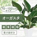 【ふるさと納税】<先行予約受付中!2025年3月上旬以降順次発送>オーガスタ(鉢底より70cm〜100cm) ※北海道・沖縄・離島配送不可※ 観葉植物 鉢 おし...