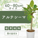 【ふるさと納税】<先行予約受付中!2025年3月上旬以降順次発送>アルテシーマ(鉢底より60cm〜80cm)※北海道・沖縄・離島配送不可※ 観葉植物 鉢 おしゃ...