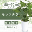 【ふるさと納税】モンステラ(鉢底から50cm〜70cm)※北海道・沖縄・離島配送不可※ モンステラ 観葉植物 鉢 おしゃれ インテリア グリーン 【Green ...