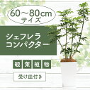 【ふるさと納税】<先行予約受付中!2025年6月中旬以降順次発送>シェフレラ コンパクター60cm〜80cm 観葉 植物 インテリア 鉢植え グリーン 自然 ナ...