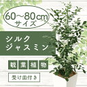 【ふるさと納税】シルクジャスミン(鉢底より60cm〜80cm)南国鹿児島県で育った 観葉植物!※北海道・沖縄・離島配送不可※ 植物 鉢付 インテリア 室内 オフ...