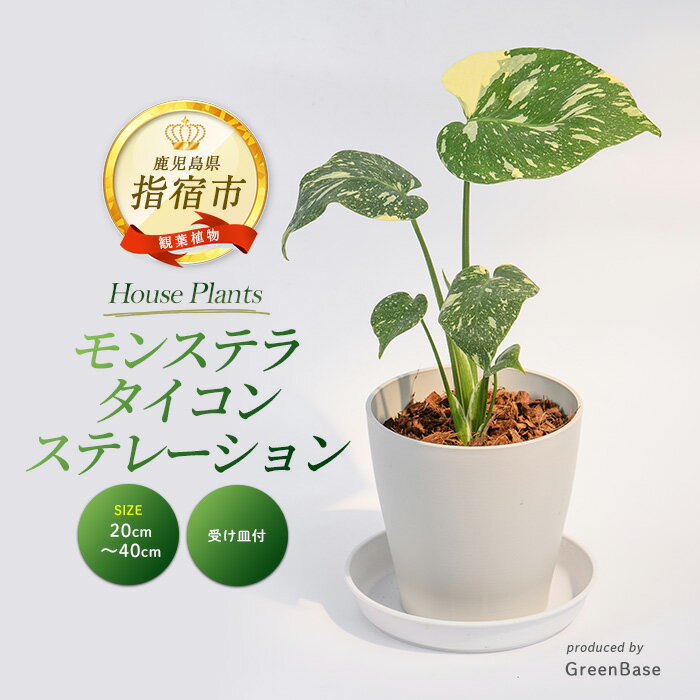 [2026年3月上旬以降順次発送]モンステラ・タイコンステレーション 20cm〜40cm 南国鹿児島県で育った 観葉植物!植物 鉢付 インテリア 室内 オフィス おしゃれ プレゼント ギフト 開店祝い 移転祝い ※北海道・沖縄・離島配送不可[Green Base]