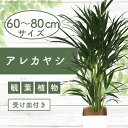 【ふるさと納税】<先行予約受付中!2025年6月中旬以降順次発送>アレカヤシ60cm〜80cm 南国鹿児島県で育った 観葉植物!植物 鉢付 インテリア 室内 オ...