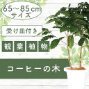 【ふるさと納税】<先行予約受付中!2025年6月中旬以降順次発送>コーヒーの木65cm〜85cm 南国鹿児島県で育った 観葉植物!植物 鉢付 インテリア 室内 ...