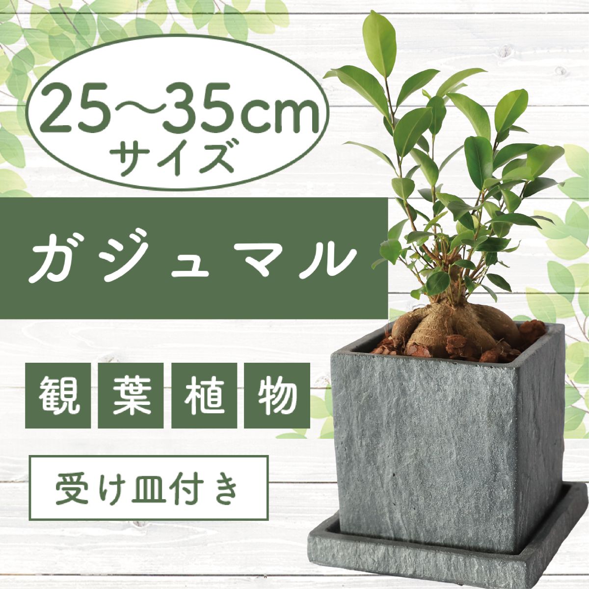 沖縄で有名なガジュマルの木をインテリアに!特徴的な樹形が魅力です!【ふるさと納税】<先行予約受付中!2025年6月中旬以降順次発送>ガジュマル 25cm〜35cm 南国鹿児島県で育った 観葉植物!植物 鉢付 インテリア 室内 オフィス おしゃれ マイナスイオン ※北海道・沖縄・離島配送不可※【GreenBase】