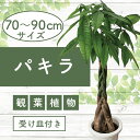 【ふるさと納税】<先行予約受付中!2025年6月中旬以降順次発送>パキラ70cm〜90cm 南国鹿児島県で育った 観葉植物!植物 鉢付 インテリア 室内 オフィ...