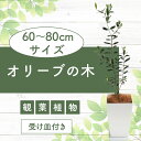 【ふるさと納税】<先行予約受付中!2025年6月中旬以降順次発送>オリーブの木60cm~80cm 南国鹿児島県で育った 観葉植物!植物 鉢付 インテリア 室内 ...
