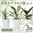 【ふるさと納税】<先行予約受付中!2025年6月中旬以降順次発送>店主におまかせ!季節おすすめ3種セット4号鉢×3 南国鹿児島県で育った 観葉植物!植物 鉢付 ...