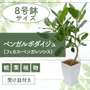 【ふるさと納税】<先行予約受付中!2025年6月中旬以降順次発送>ベンガルボダイジュ(フィカス・ベンガレンシス)8号 南国鹿児島県で育った 観葉植物!植物 鉢付...